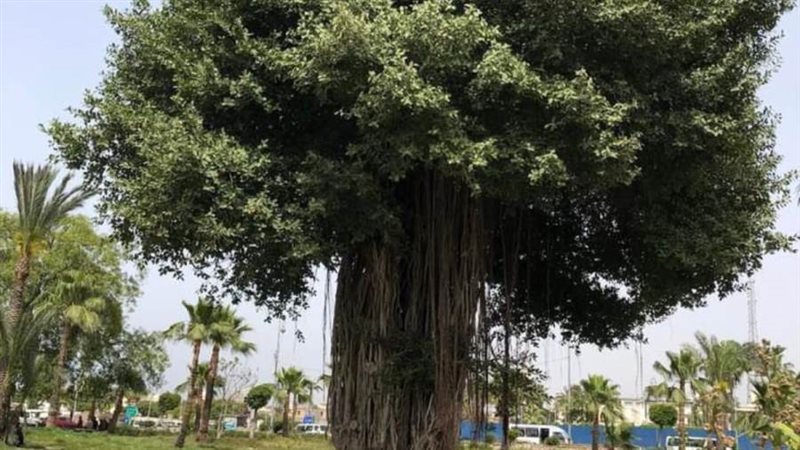 شجرة التين الهندي