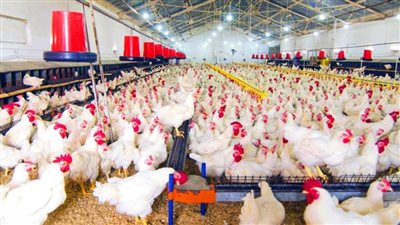 لحظة بلحظة.. تعرف علي سعر الدواجن واللحوم اليوم 22 يوليو 2024