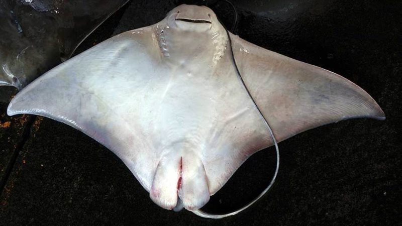 سمكة الراي اللاسع