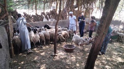 تحصين 104 آلاف رأس ماشية ضد الحمى القلاعية والوادي المتصدع بالمنيا