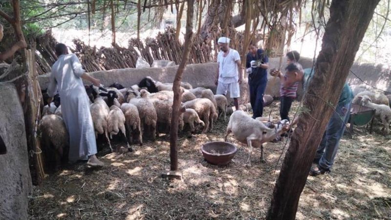 تحصين الماشية ضد