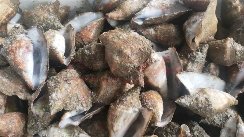 الاسترنباق