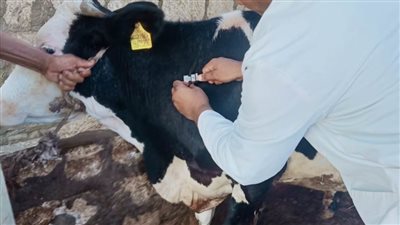 بيطري البحيرة.. علاج 8895 رأس ماشية متنوعة وترقيم وتسجيل 3386 رأسًا.. صور
