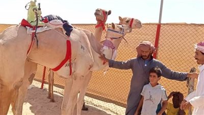 فوز نادي الهجن والفروسية بالوادي الجديد في بطولة العلمين لسباقات الهجن العربية