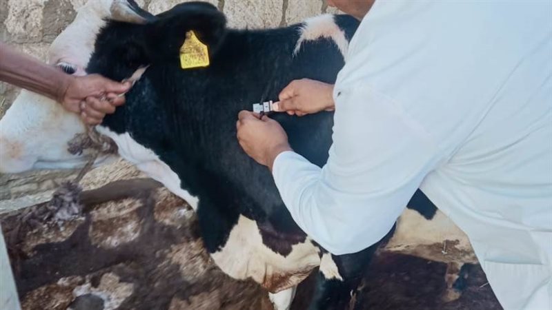 قوافل بيطرية مجانية