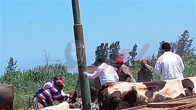 قافلة بيطرية لجامعة كفر الشيخ بقرية الحلمية ضمن 