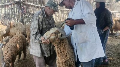 تحصين 401,394 ألف رأس ماشية متنوعة بالبحيرة