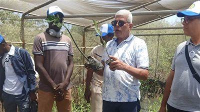 زراعة شتلات المانجروف على شواطئ سفاجا (صور)