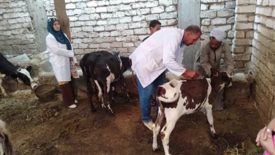 تحصين 73734 رأس ماشية ضد الحمى القلاعية والوادي المتصدع ببني سويف