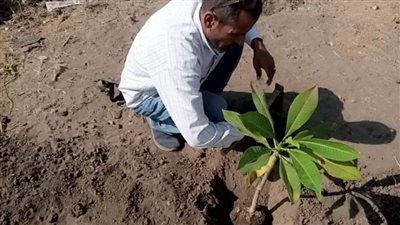لخفض انبعاثات الاحتباس الحراري زراعة شتلات مثمرة ضمن مبادرة 100 مليون شجرة بالمنيا