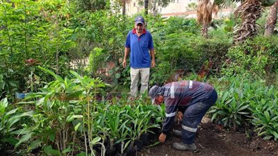 كفر الشيخ زراعة الأشجار بقلين ضمن المبادرة الرئاسية 100 مليون شجرة