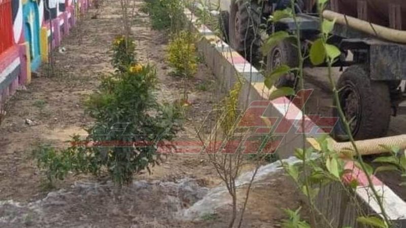 زراعة الأشجار