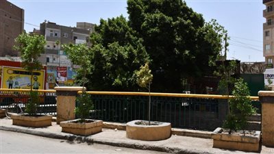 مبادرة 100 مليون شجرة.. شوارع الفيوم تكتسي باللون الأخضر