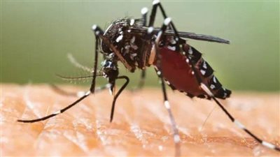 عاجل..  غرب النيل يقتل مواطنة أمريكية في تكساس