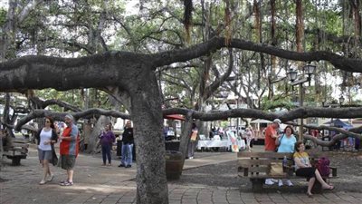 عاجل.. عمرها 151 عامًا وعادت للحياة بعد عام من احتراقها  (صور)