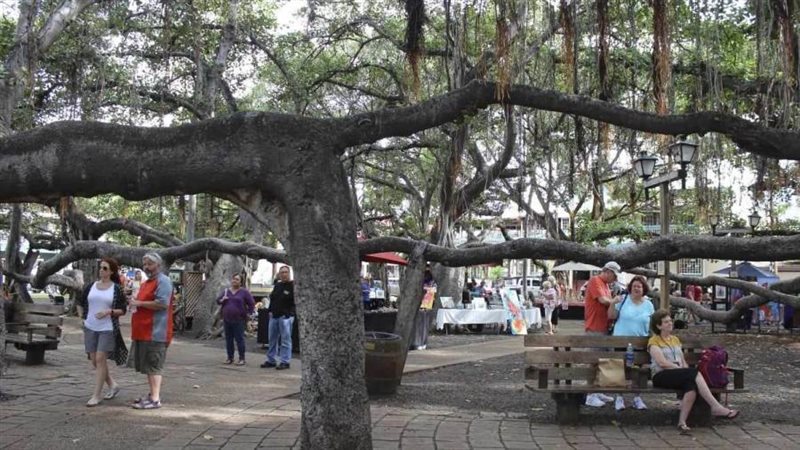 شجرة بانيانا