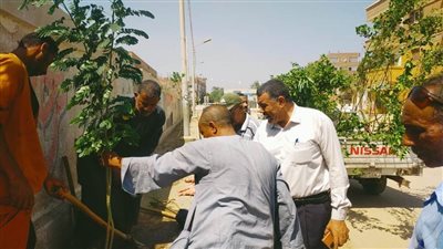 محافظ أسيوط يؤكد استمرار تشجير وزراعة الأشجار بشوارع قرية بني مر بمركز الفتح