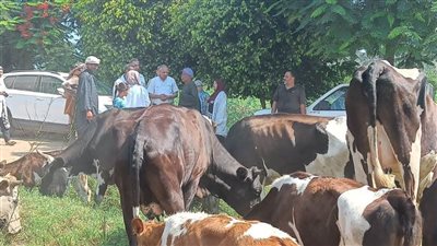 بالصور..  قافلة بيطرية تعالج 2875 طائرًا وماشية في الغربية