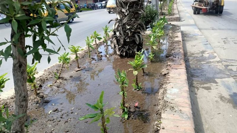 زراعة أشجار بالمحلة