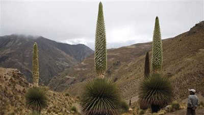 ملكة الأنديز: عجيبة الطبيعة التي تزهر مرة كل قرن وتموت