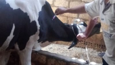 تحصين 572 ألف رأس ماشية حفاظا على الثروة الحيوانية وتنميتها 