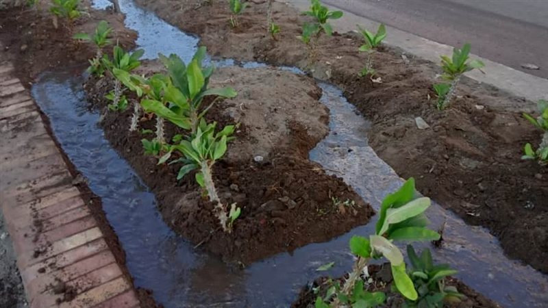 زراعة الأشجار بالغربية