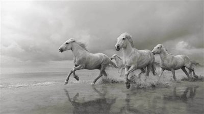 سلالات خيول لا مثيل لها على وجه الأرض (صور)