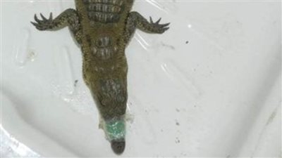 نقل تمساح البدرشين إلى حديقة حيوان بني سويف