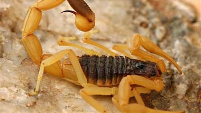 عقارب وثعابين تلدغ 3 أشخاص بينهم طفلان في الوادي الجديد