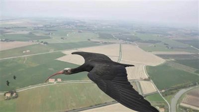 عاجل| انقرض منذ 324 عامًا.. 