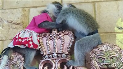 إقبال الزائرين على التقاط الصور مع الحيوانات البرية على شواطئ مرسى مطروح