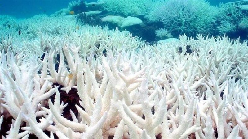 ابيضاض الشعاب المرجانية