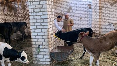 تحصين 122 ألف رأس ماشية ضد الحمى القلاعية والتسمم ببني سويف