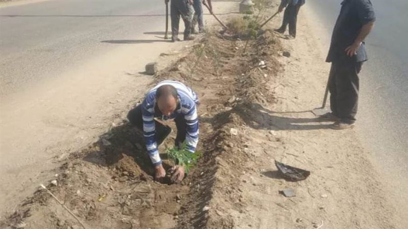 زراعة الشتلات