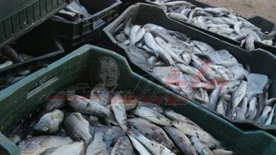 ضبط طن و125 كجم أسماك غير صالحة للاستهلاك الآدمي بكفر الشيخ