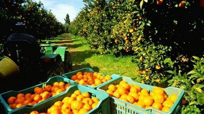 سلامة الغذاء: 3940 رسالة غذائية مصدرة بنحو 196 ألف طن خلال أسبوع