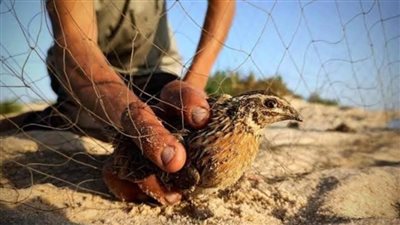 مرسى مطروح تبدأ في استخراج تراخيص الصيد مع انطلاق موسم الطيور المهاجرة