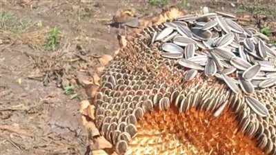 “تسالي المصريين“.. موسم حصاد ”عباد الشمس“ بالمنوفية.. (صور)