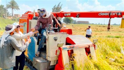 زراعة البحيرة تنظم يوم حصاد لمحصول الأرز بالرحمانية 