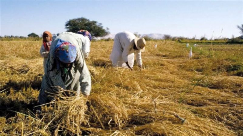 الزراعة تمثل عصب