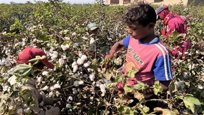 فرحة الأطفال بجني محصول القطن بأسيوط