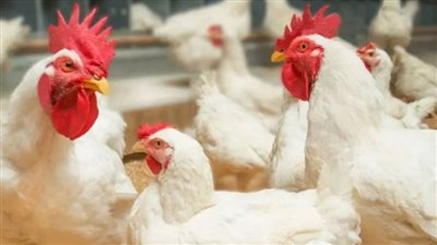 ارتفاع جديد... أسعار الدواجن والبيض اليوم في الأسواق