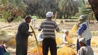 الوادي الجديد تسعر البلح بـ26 جنيه للكيلو