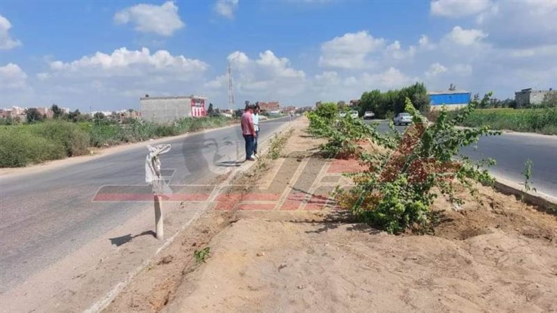 زراعة الأشجار