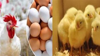 انخفاض ملحوظ في أسعار الدواجن والبيض اليوم في الأسواق