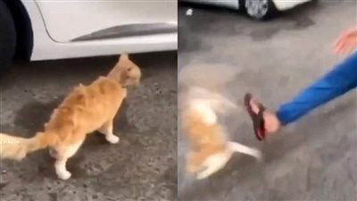 تفاصيل تداول فيديو لشخص يضرب قطة حتى نفوقها بالقاهرة 