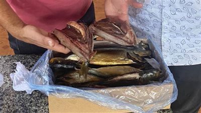 بالصور.. ضبط نصف طن أسماك مدخنة 