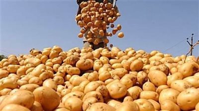 عاجل| الزراعة تعلن طرح البطاطس بسعر 10 جنيهات تعرف على مكان المنفذ