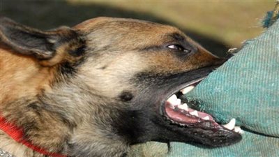 إصابة 5 أشخاص بعقر كلب مسعور بالصداقة القديمة في أسوان