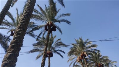 محصول البلح وفير.. والإسماعيلية تحارب سوسة النخيل بالحقن